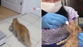 A cat attracts the attention of a veterinarian to save the lives of its young