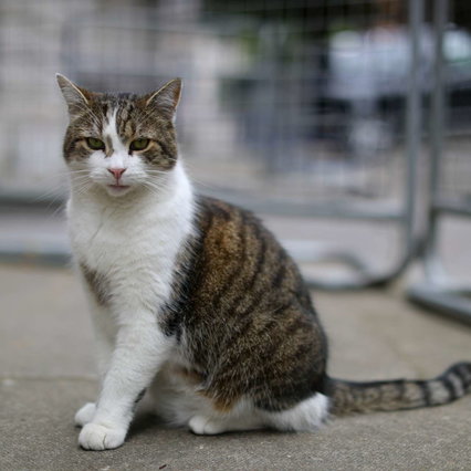 Discover Covid, the English variant on a cat: the first case in Italy