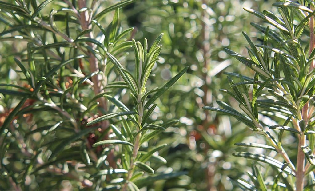 Few of those know how to make rosemary that dries up again in a few simple steps