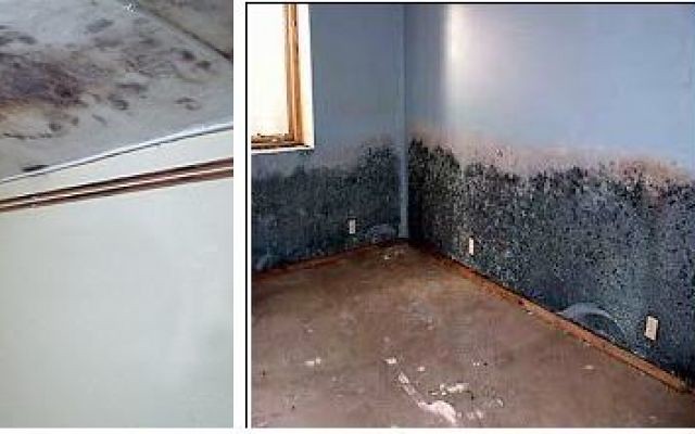 The impeccable way to prevent and eliminate mold instantly on walls during season change in a completely natural and effective way