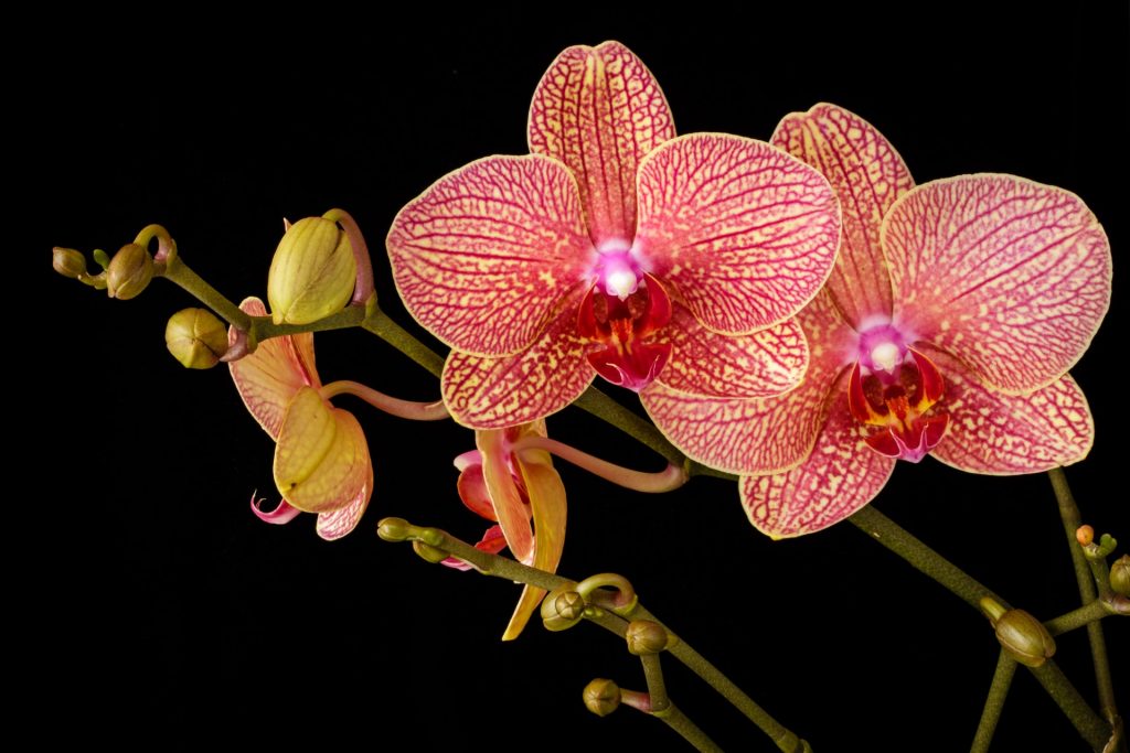 Orchids will die from this stupid mistake that almost everyone makes