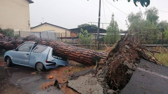 Hurricane in Masa Carra, uprooted trees and fear: Lots of damage - Chronicles