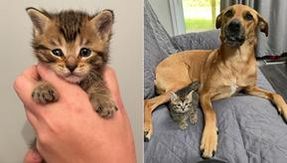 Here is the story of Marty, the cat who was cared for by a dog
