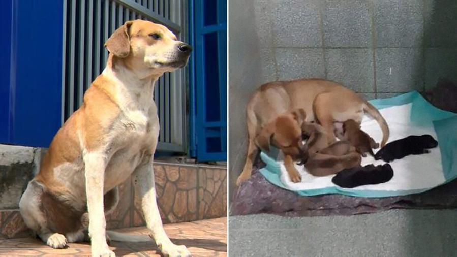 A dog waits outside a veterinary clinic while a mother gives birth to her young