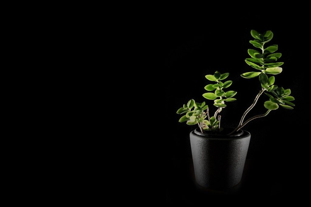 You can save your plants with this "thing" you'll never think about