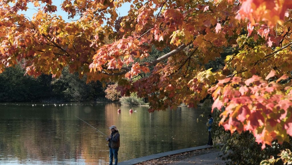 Yusa, Goodbye Green: Climate change is destroying the magic of autumn colors