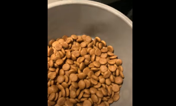 Dog bowl (video images)