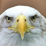 Avian influenza: the epidemic in the United States affects bald eagles, too