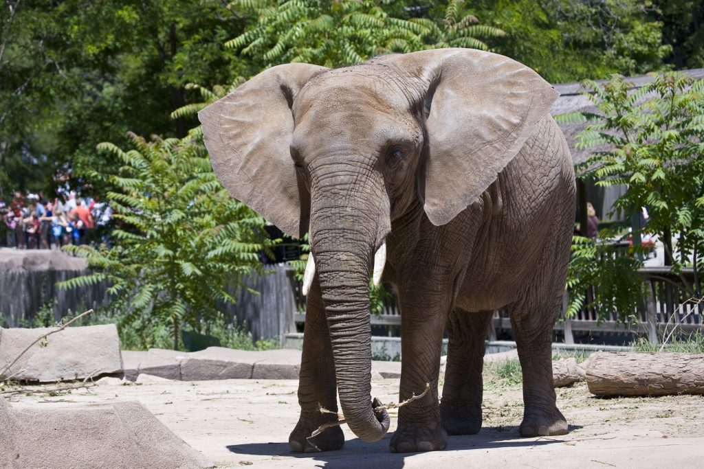A happy elephant does not have the same rights as a man: it will remain a captive at the Bronx Zoo, where it has lived for 45 years