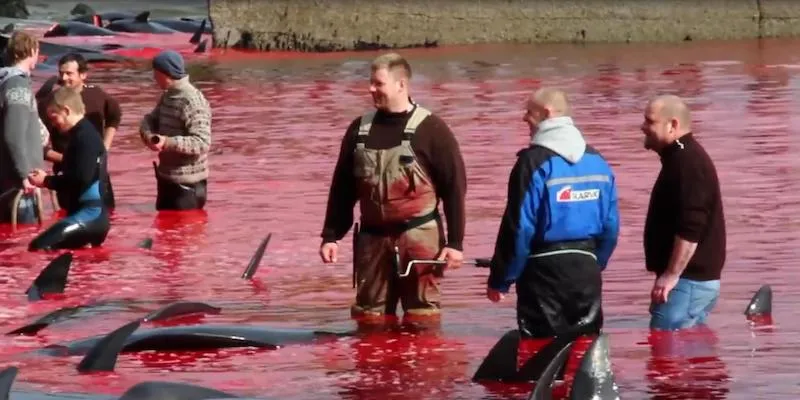 Fewer dolphins will be killed in the Faroe Islands this year
