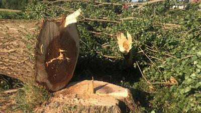 Fumbio, five poplars were cut down: the gendarmerie arrived