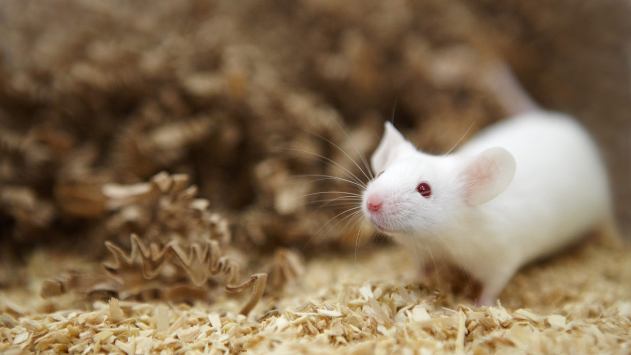 Hunger for likes on social media makes us love foraging mice
