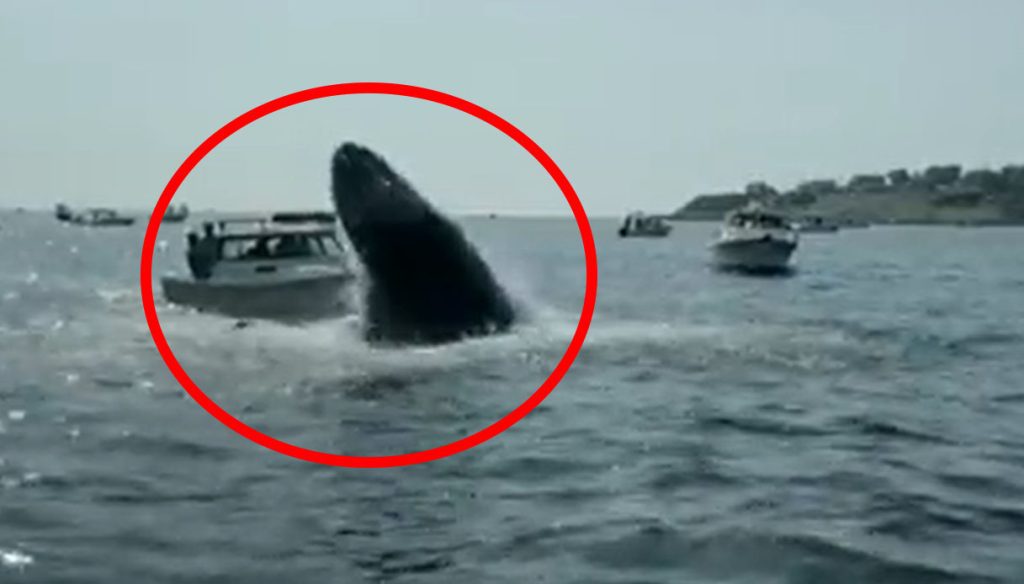 The whale comes out of the water and takes off on a boat: the video is amazing