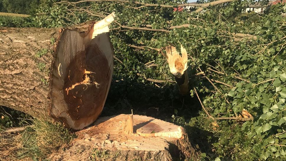 Fumbio, five poplars were cut down: the gendarmerie arrived