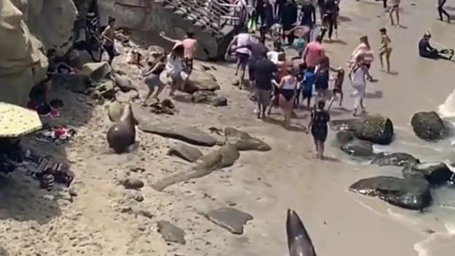 Sea lions attack swimmers on a San Diego beach, but it may not be what it seems