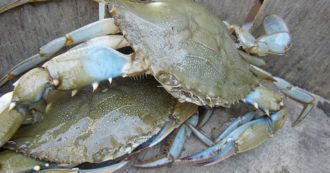 Ladispoli, a blue crab found on the beach more than 20 cm wide.  Expert concern: 