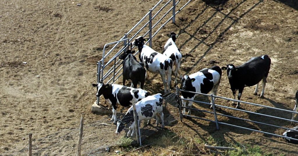 The Netherlands, "a third of the livestock on farms should be killed", a bill to reduce pollution