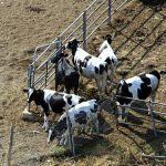 The Netherlands, “a third of the livestock on farms should be killed”, a bill to reduce pollution