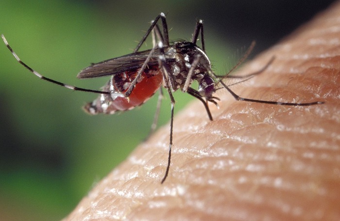 Mosquitoes have an infallible nose, the secret lies in the neurons - Biotech