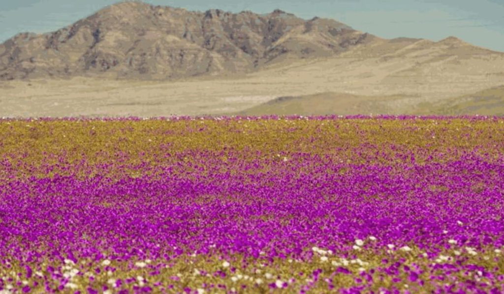 fioriture del deserto di Atacama