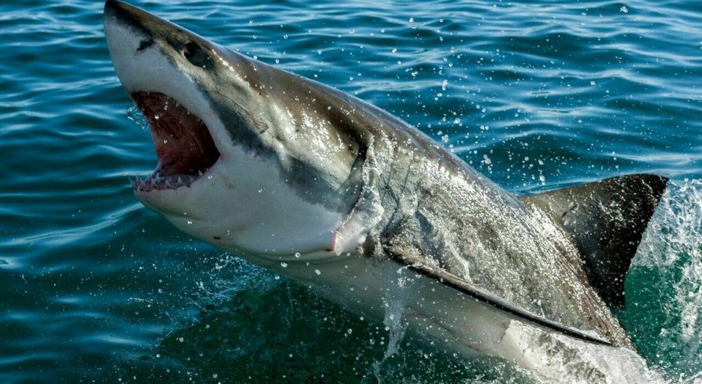 Woman killed by a shark in the Bahamas, the 50-year-old was on a cruise with her family