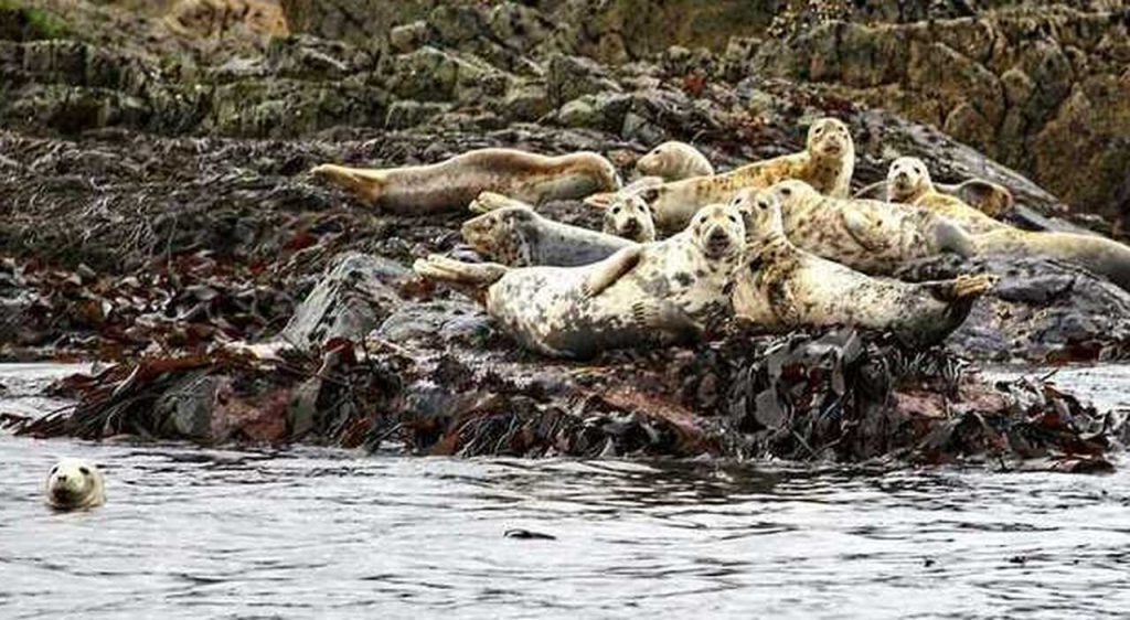 Cucciolo di foca ucciso per un selfie da due turisti, i custodi dell