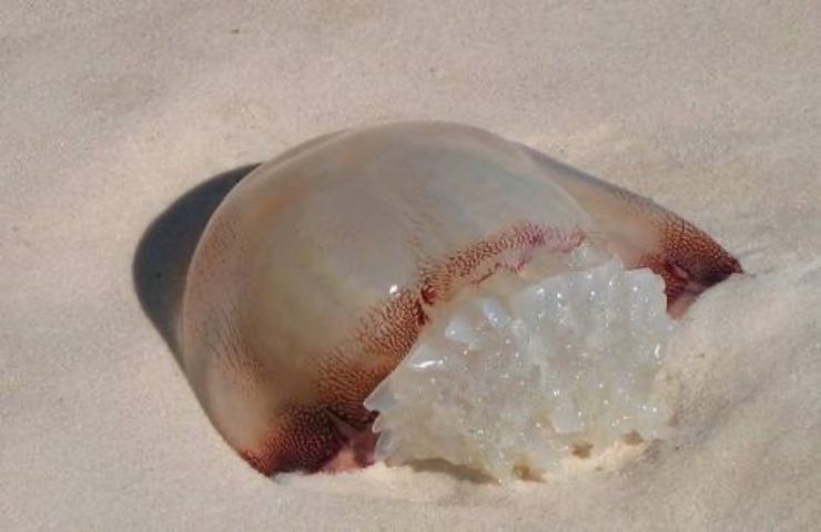Jellyfish event on the beach