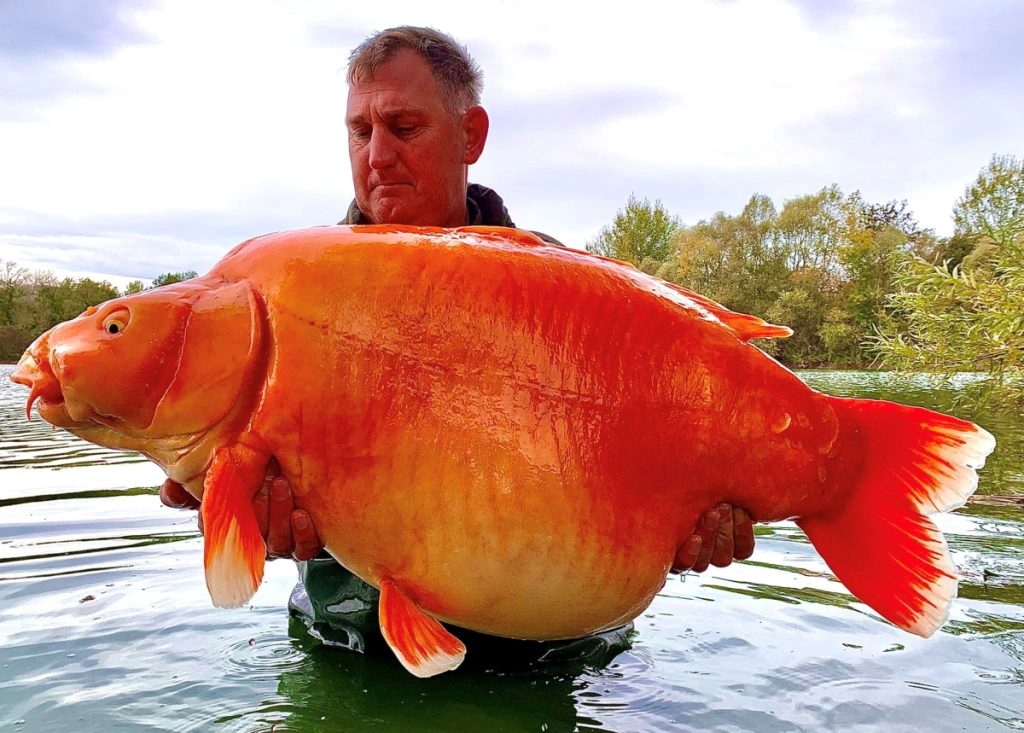 France seized a 30-kilogram goldfish: "It is among the largest fish in the world" - the video