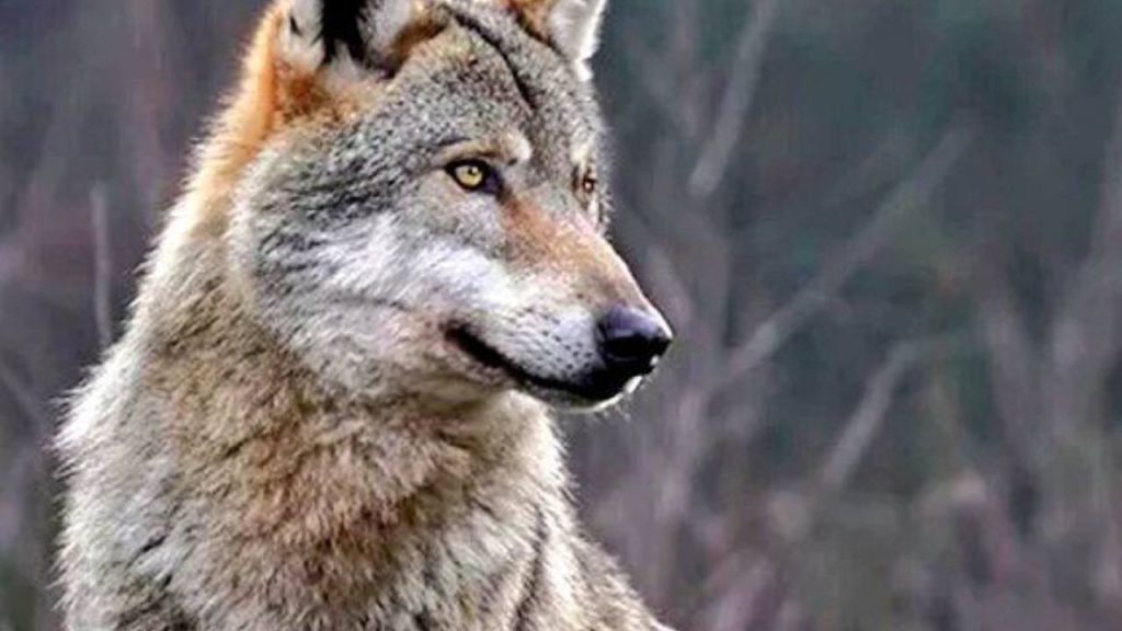 Are wolves brave thanks to a parasite?  new studio
