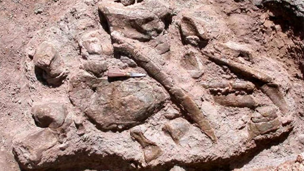 Scientist in Padua previewing an extinct 180 million-year-old Sauropod specimen